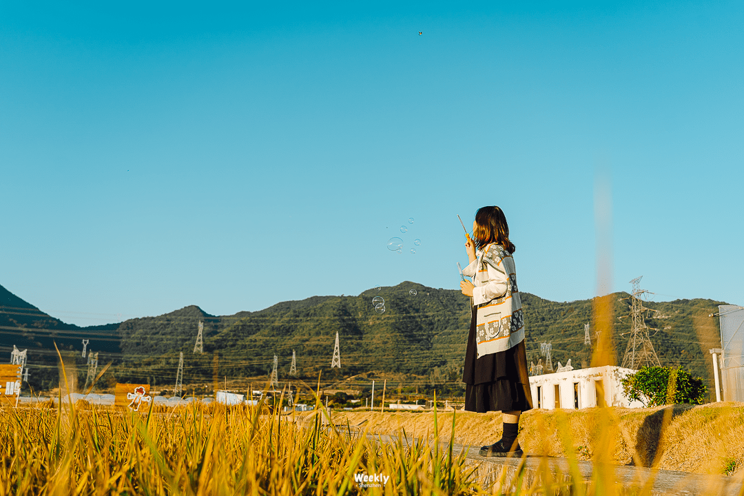 花海|曝光深圳「花海梯田」，去过算我输