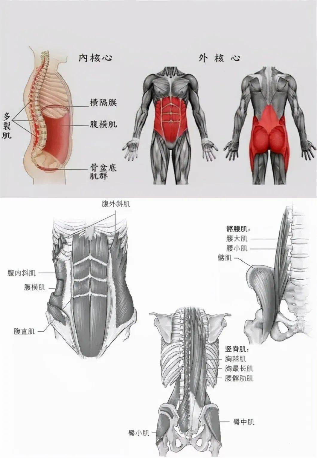 现在流行的内核心和外核心观点,是把位于深层次的肌肉,如隔膜,腹横肌