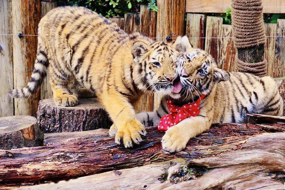 虎生~将奔向新场馆三只萌兽与狮虎山庄告别在这个欢快的季节时间飞快