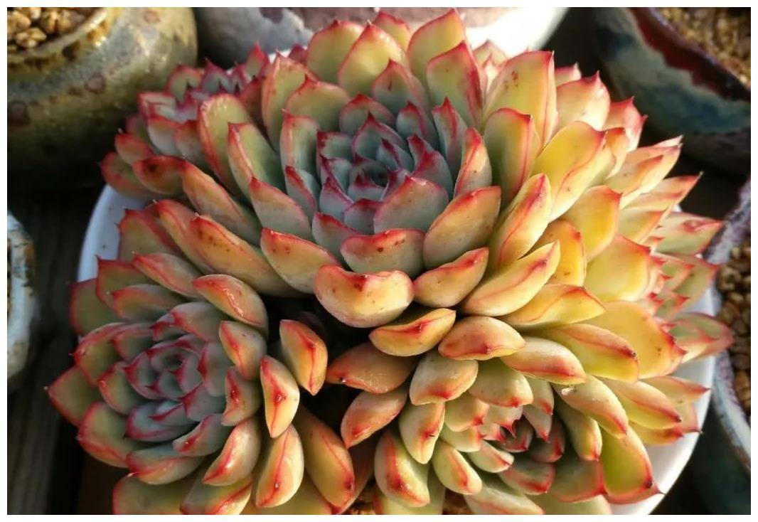 5款轻松度夏的莲花座多肉,不休眠不断水,夏天也不黑腐_状态_荷花_丽娜