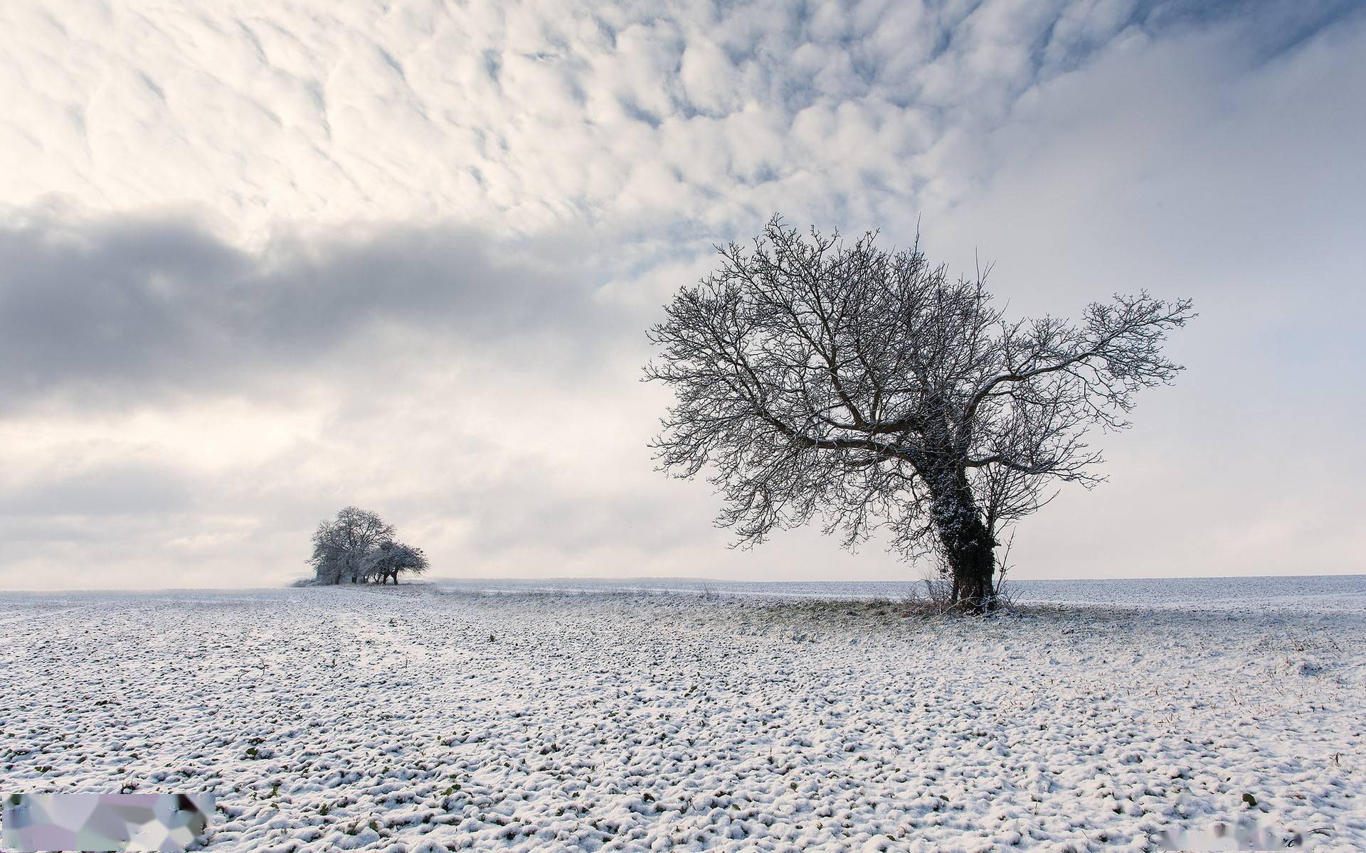 任他寒风凛冽,白雪皑皑,是树都要站成风景_风景