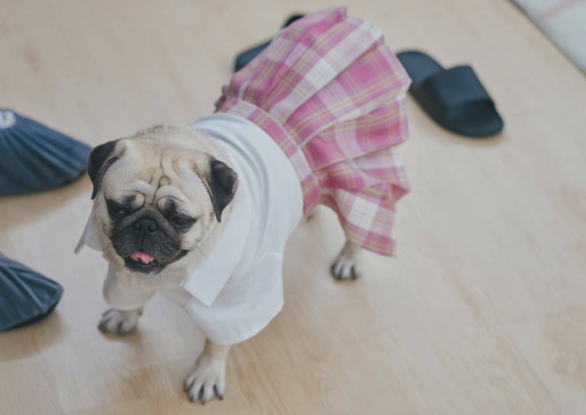 毛雪汪毛不易的狗竟然穿着粉色jk