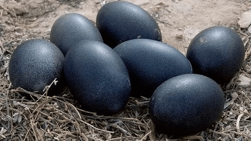 广东人用来煲汤的乌鸡,在国外居然成了网红萌宠