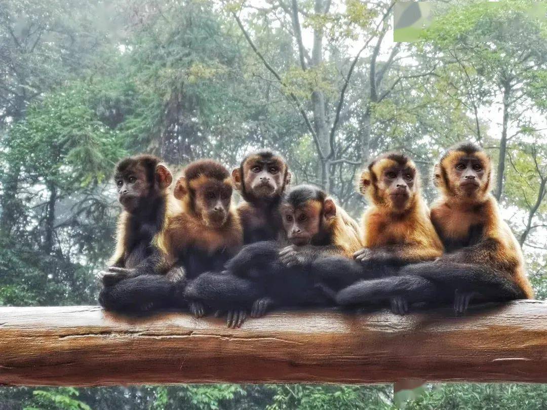 白额悬猴的尾巴:生活在美洲的热带雨林,它的尾巴给我们呈现出来的是一