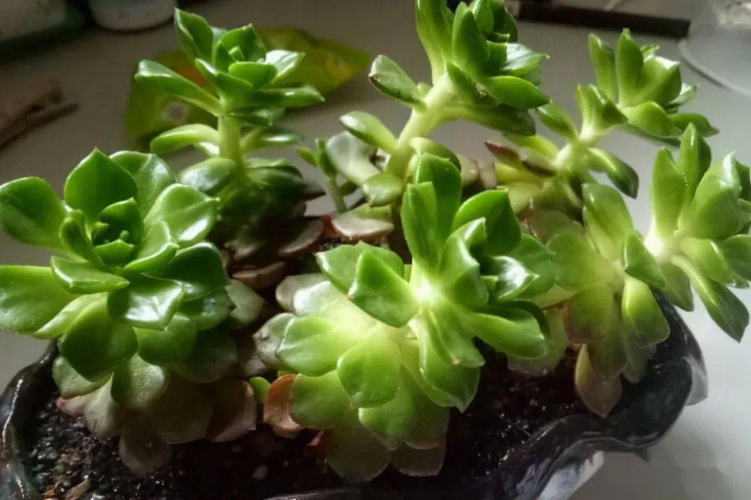 寒冷的冬季怎么把多肉蒂亚养得白白胖胖从这3点入手