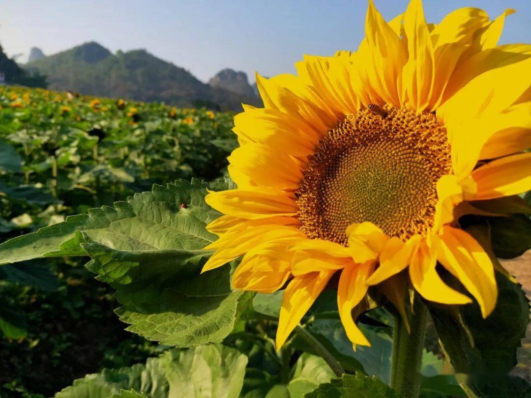 德保曼贝侬小西湖开园啦百亩油葵美成一幅画赶紧来打卡