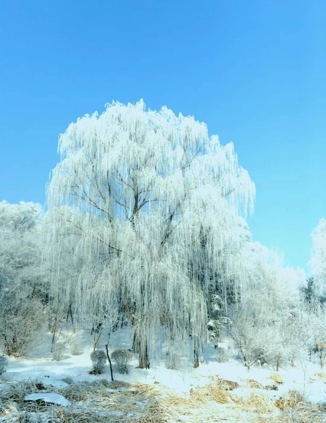 大雪|“冬雪雪冬小大寒”