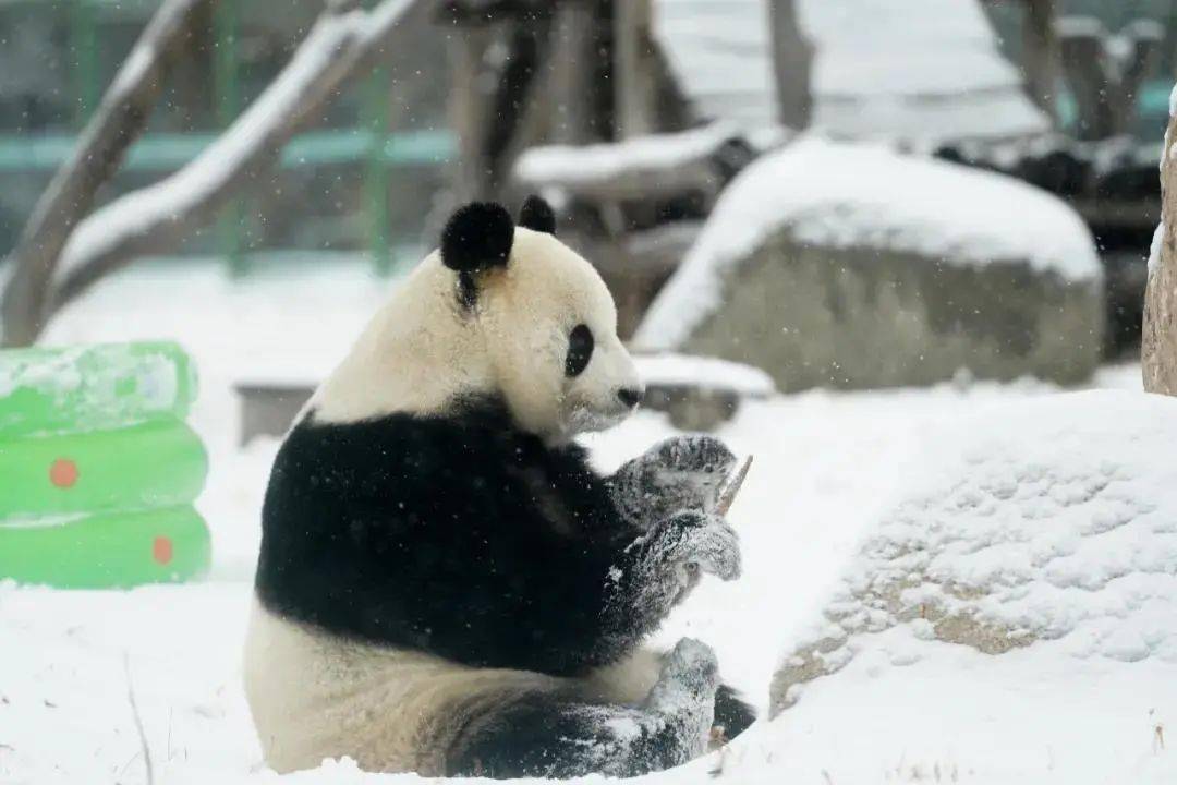 周艺|今日大雪，岁月如歌，温暖常在