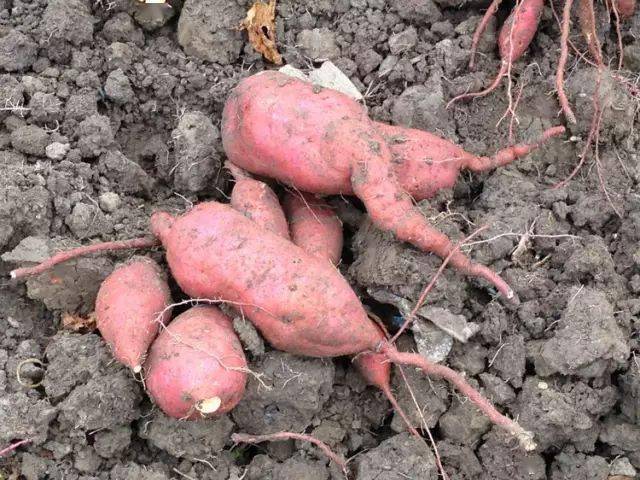 天气|邵阳农村晒红薯片的季节,童年时的回味!