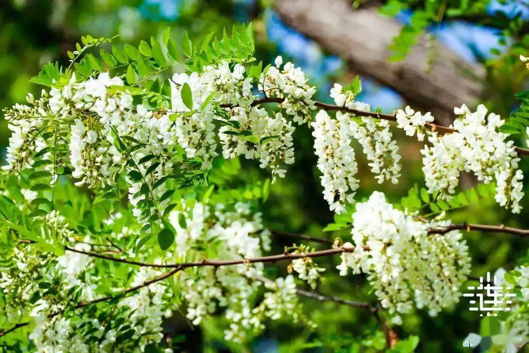 大连市树市花请你来投