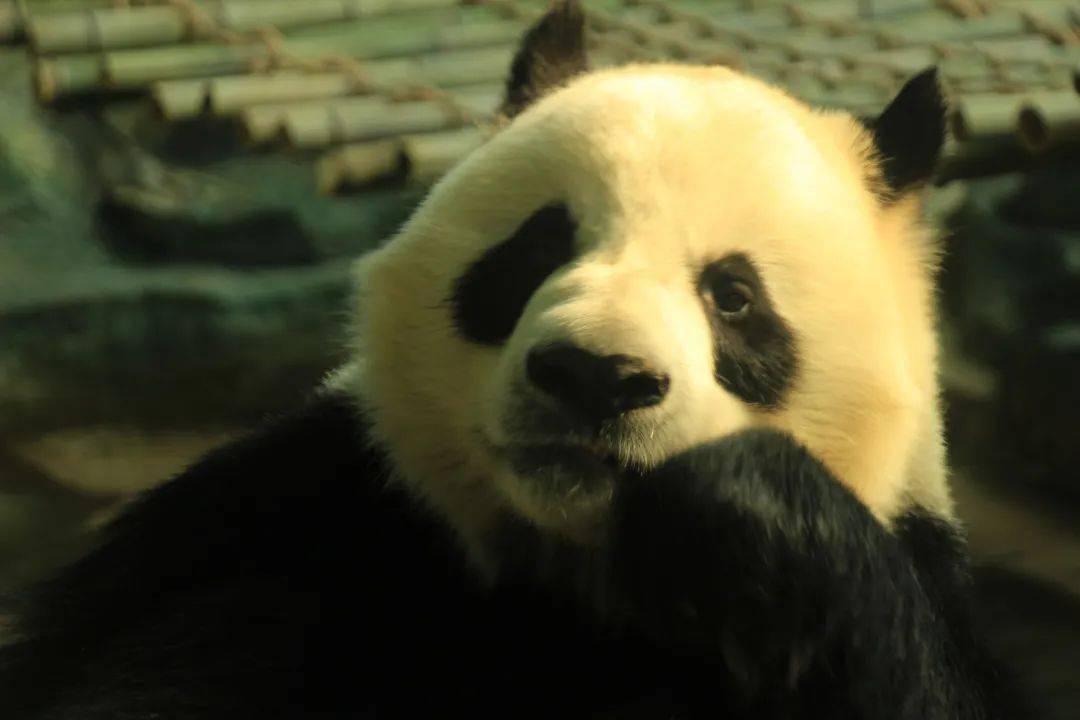 行恕研学│非凡的新朋友畅游泉州海丝野生动物园