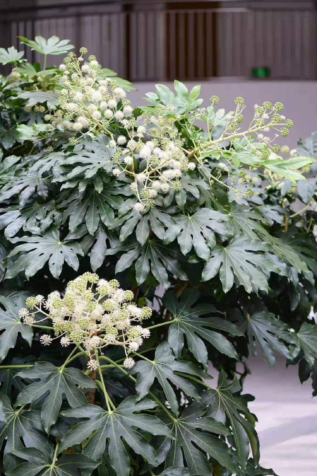 95后小姐姐自学非遗纸花,东方女子的温婉都在这手艺里了_通草_技艺