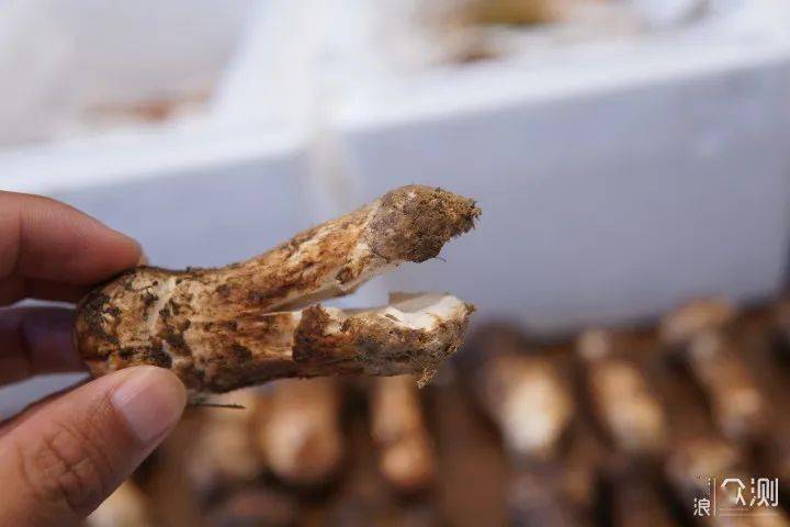 干货攻略花费5000元做的松茸挑选攻略看这一篇就够了