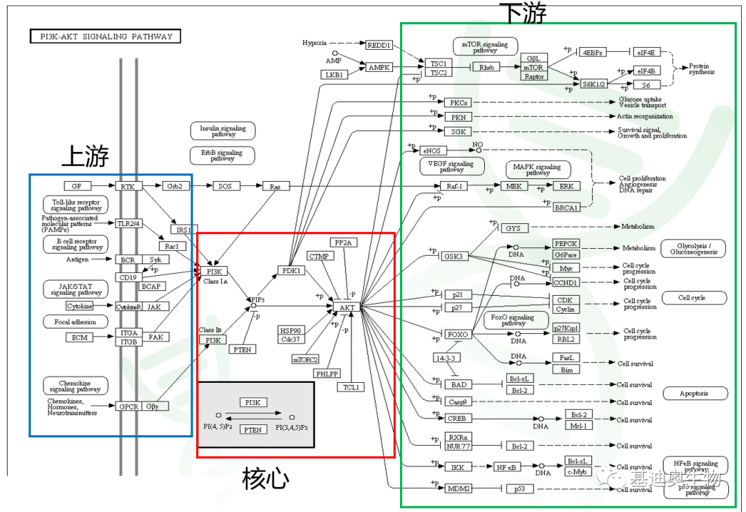 PI3K-AKT通路专题解析（上）_信号_Kegg_核心