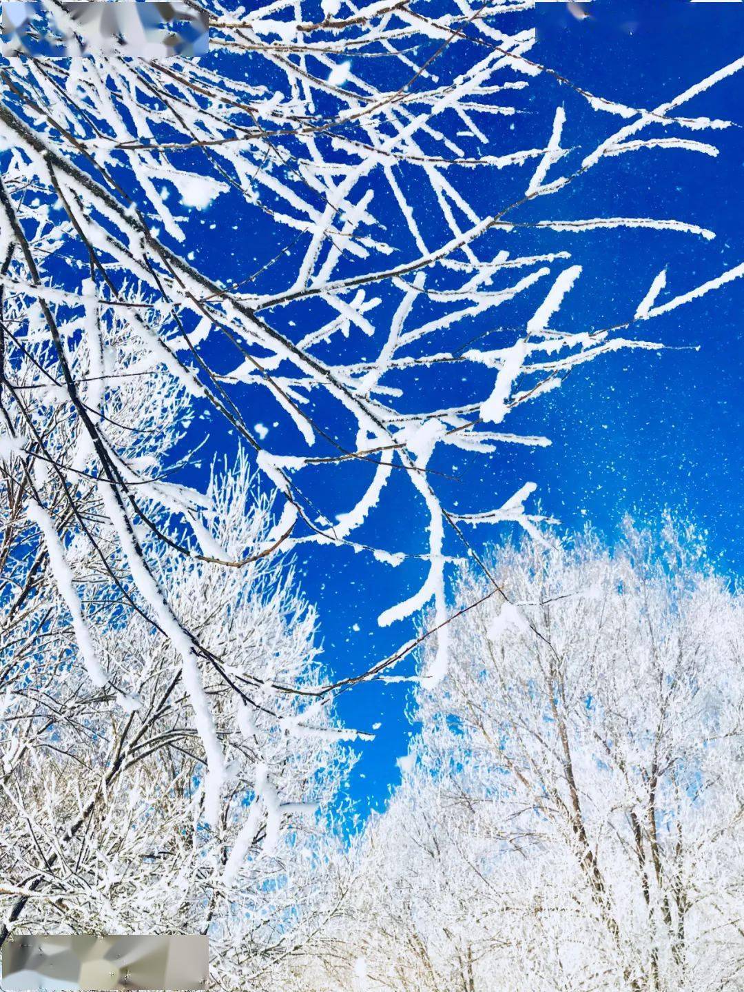 贵婷|今日大雪！人间至此，共你白头！