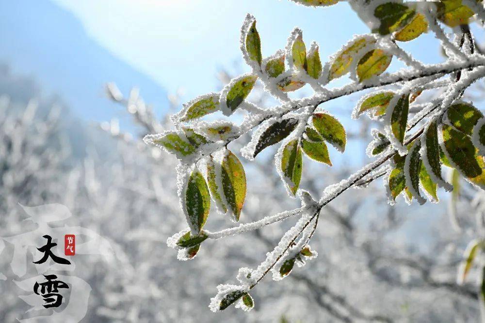 树是怎样过冬的 e51498c459e4407ea56e0c785b36735f.jpeg