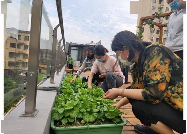 居民在半畝田種植蔬菜(央廣網發 通訊員供圖)