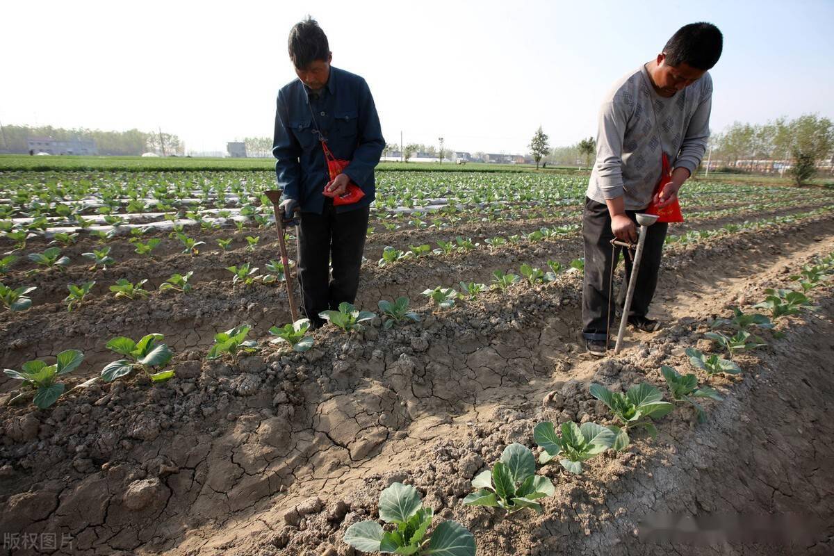 去年学到一个种菜的方法长势和产量全不错关键是不招虫子