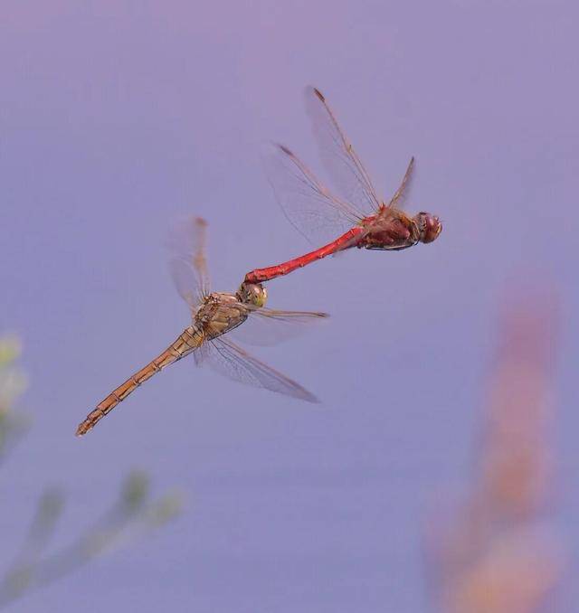 蜻蜓点水,带我一起飞