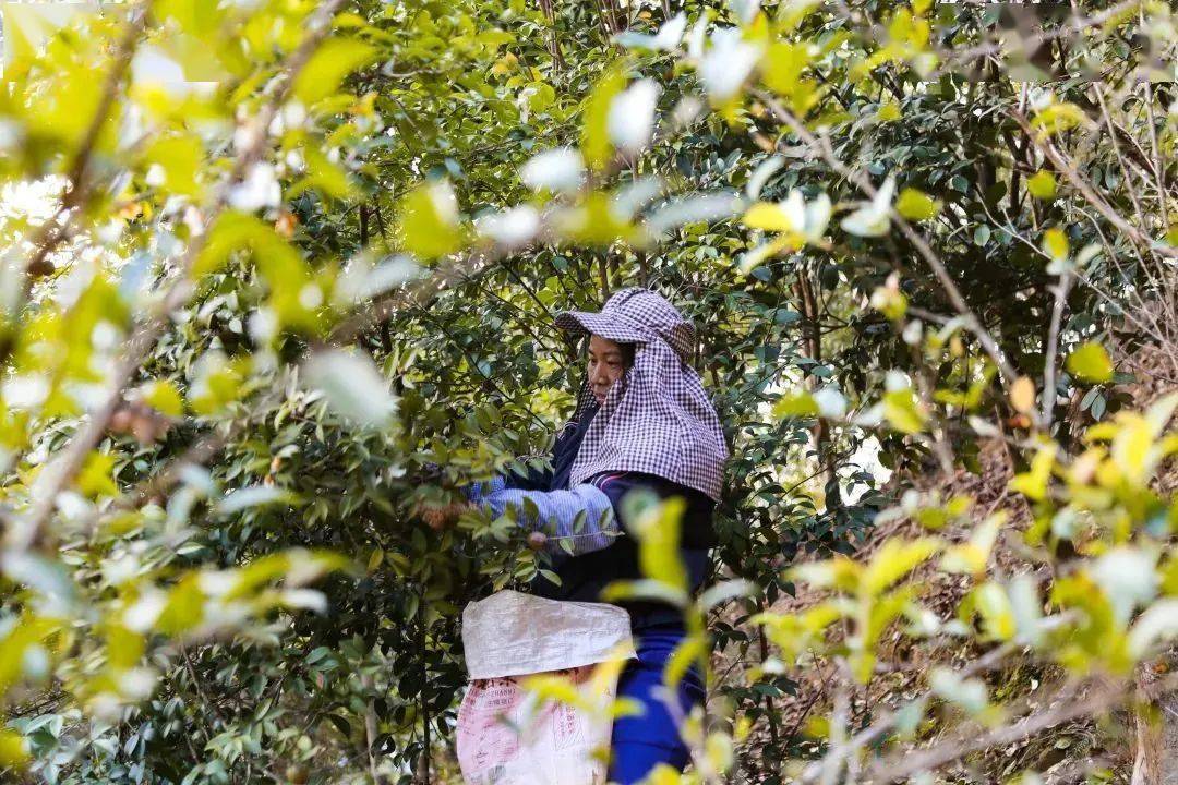 小油茶赚大钱长寿之乡广西东兰今年油茶产值达22亿元