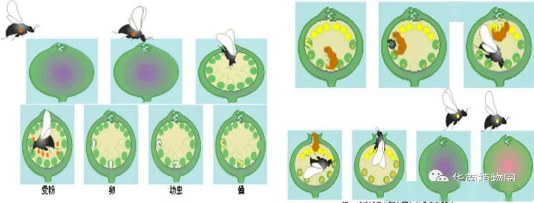 榕树与榕小蜂的共生关系丨“琪林科学讲坛”第49期回顾_于慧_研究_植物园