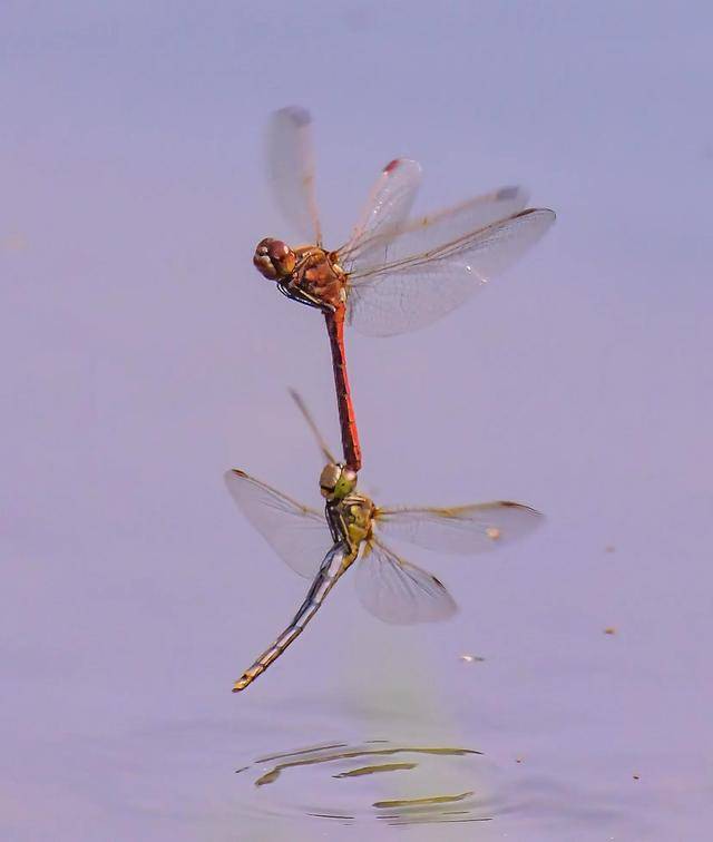 蜻蜓点水,带我一起飞_生活_水面_参考