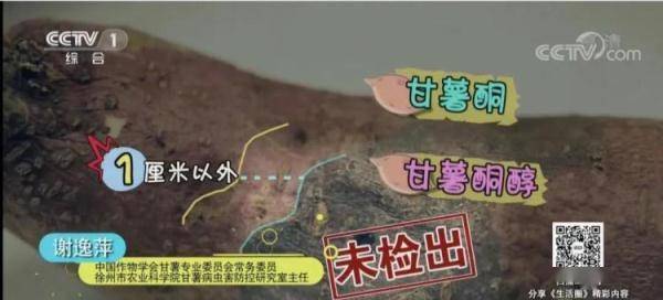 红薯|香蕉居然有辐射？专家：是真的，但……