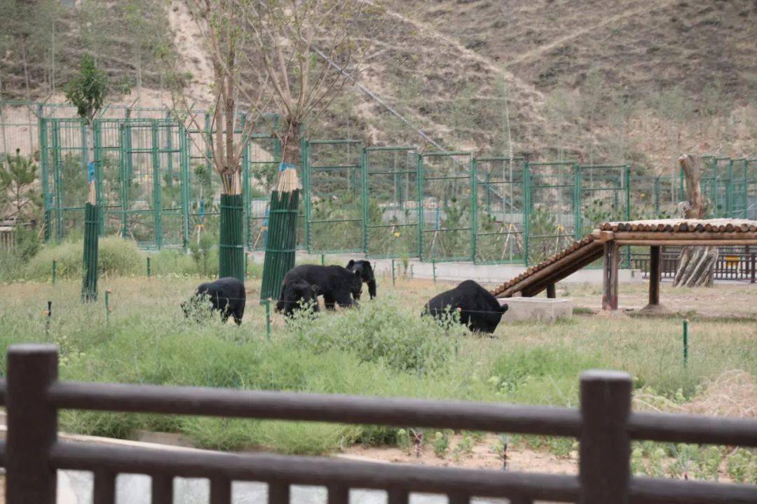 蘭州野生動物園恢復試開園公告