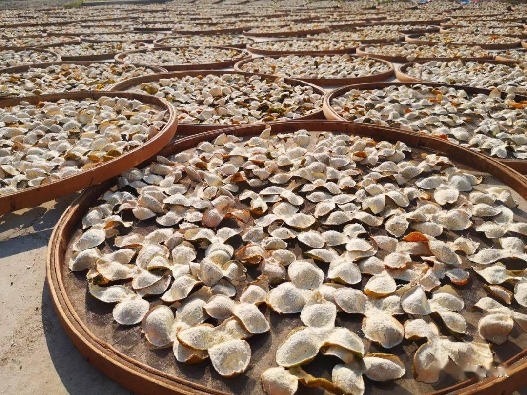 新会陈皮制作过程1,采摘柑青皮在农历立秋至霜降采收;二红皮在农历