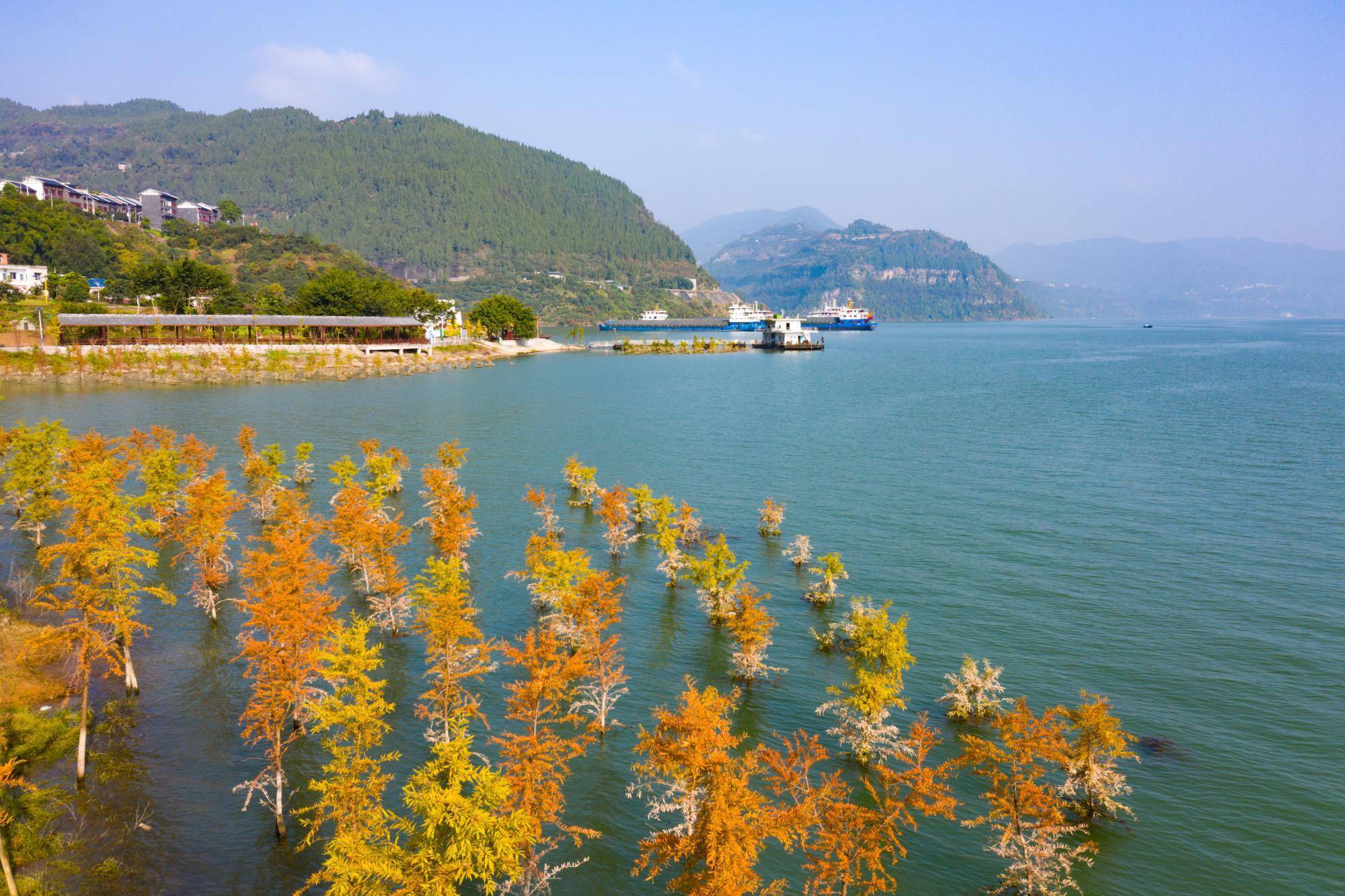 季节|冬日“调色盘” 重庆万州中山杉林添梦幻