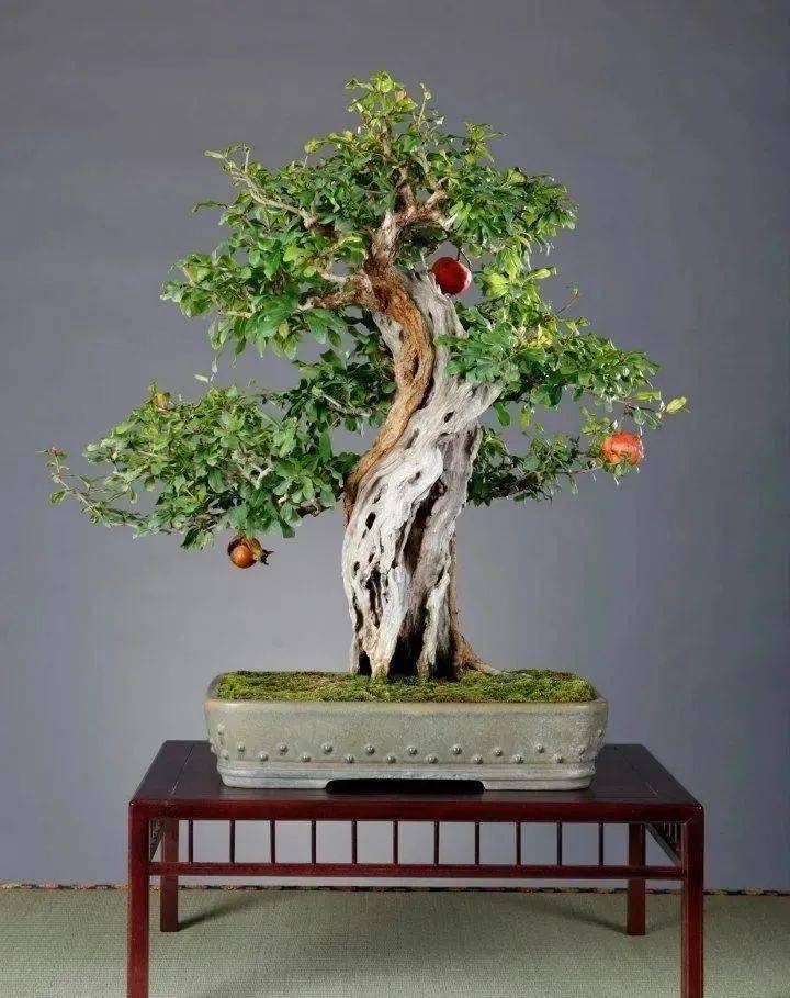 古代盆景人的追求