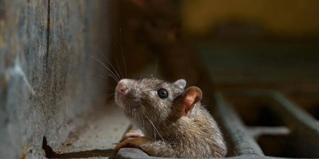 福建一河边的稀罕事，老鼠在河堤安家饿了就抓鱼，网友：成精了