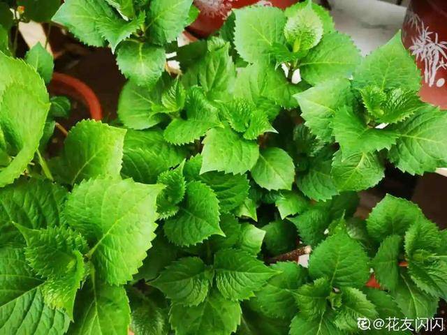 怎么快速醒鲜花 8e9d2a543ca241baa91929342efa5571.jpeg
