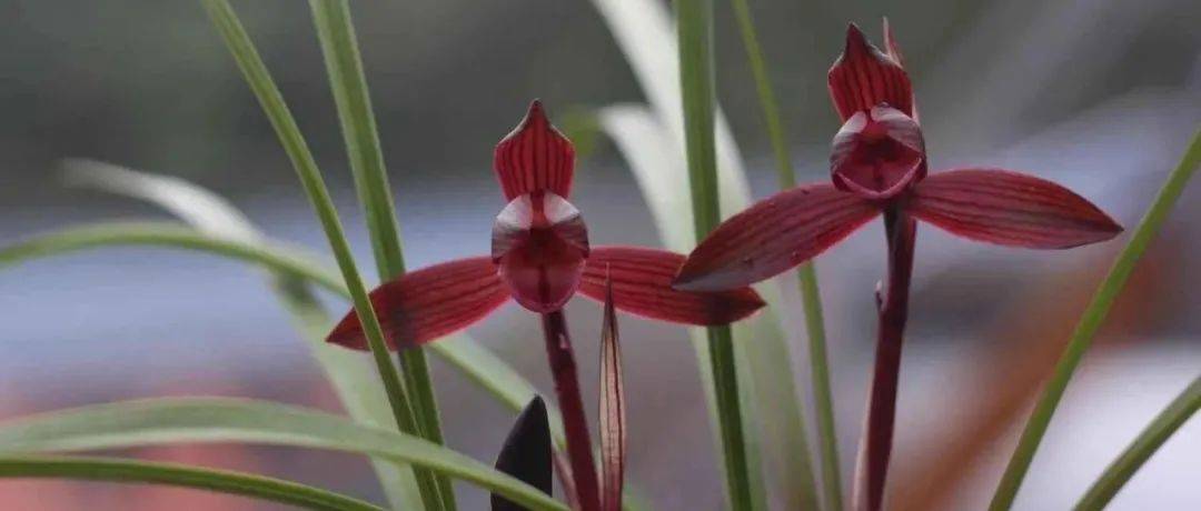 从兰花分布看种养_春兰_地方_建兰