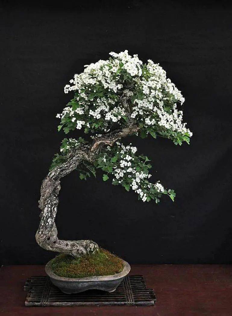 古代盆景人的追求