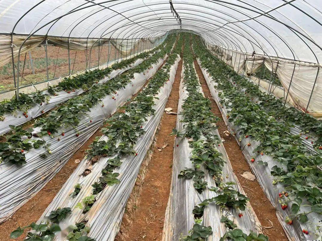 冬草莓昆明草莓地图采摘攻略大全来了