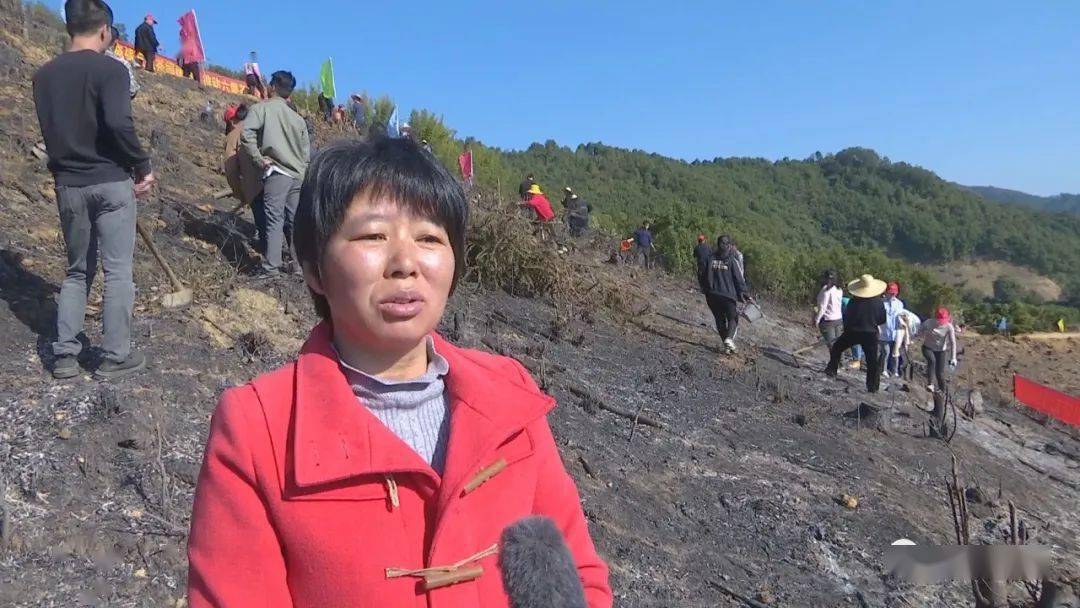 苍梧县:打好10万亩茶园种植大会战 打造梧州市茶产业"半壁江山"_六堡