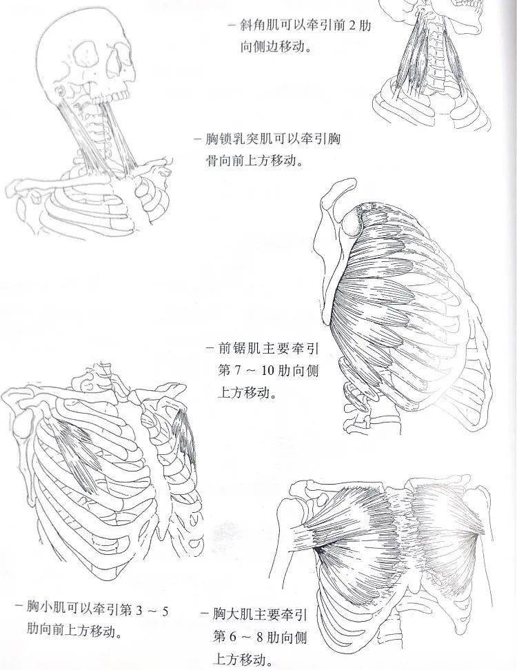 胸式呼吸到底有哪些利和弊