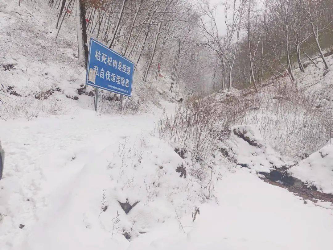 铜川|雪雪雪雪雪雪雪雪雪！陕西预警持续！