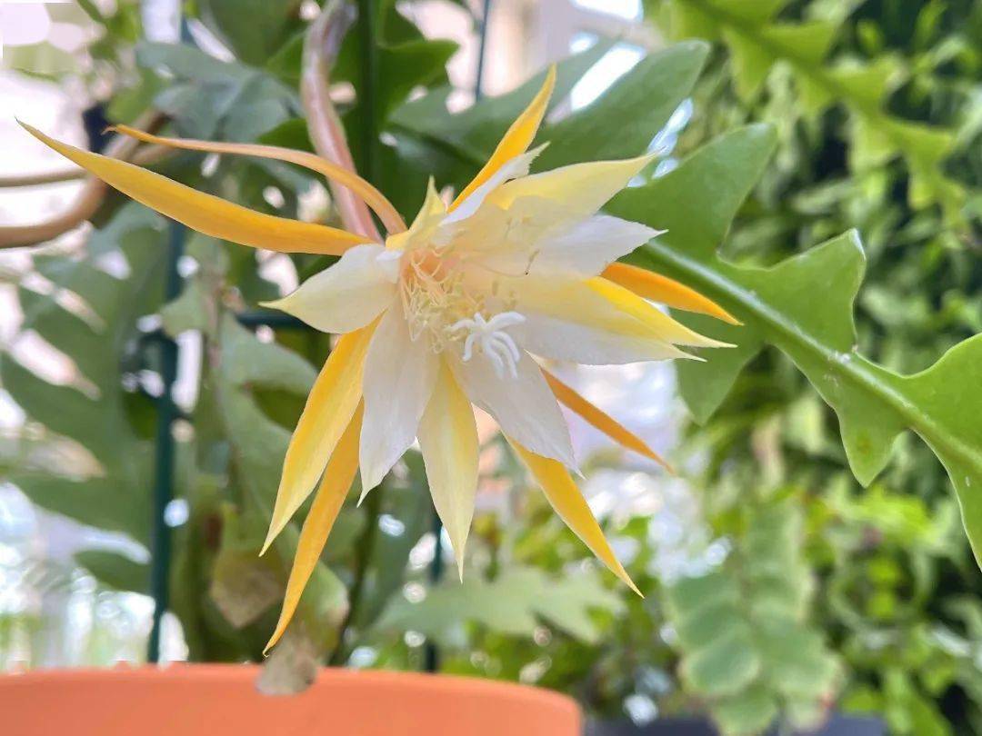 昙花白天也会开,赏花不用熬夜啦!_鱼骨_优惠_香味