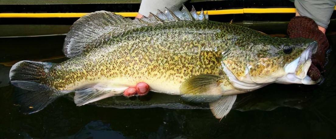 墨瑞鳕人工养殖研究进展