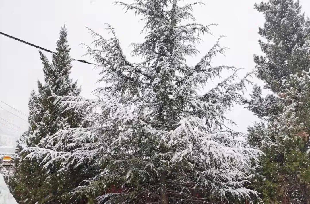 铜川|雪雪雪雪雪雪雪雪雪！陕西预警持续！