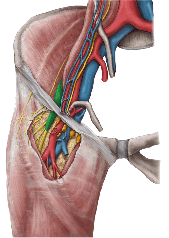 下肢的其他血管如闭孔动脉接受闭孔神经的节后纤维;腘动脉上段接受
