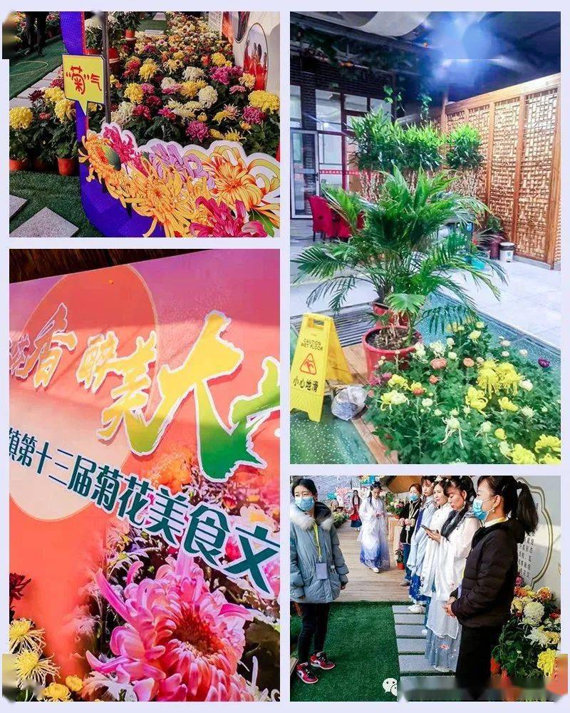 1日|又见61平谷国际徒步大道|网红西柏店菊花宴の赏菊吃菊大朵菊花