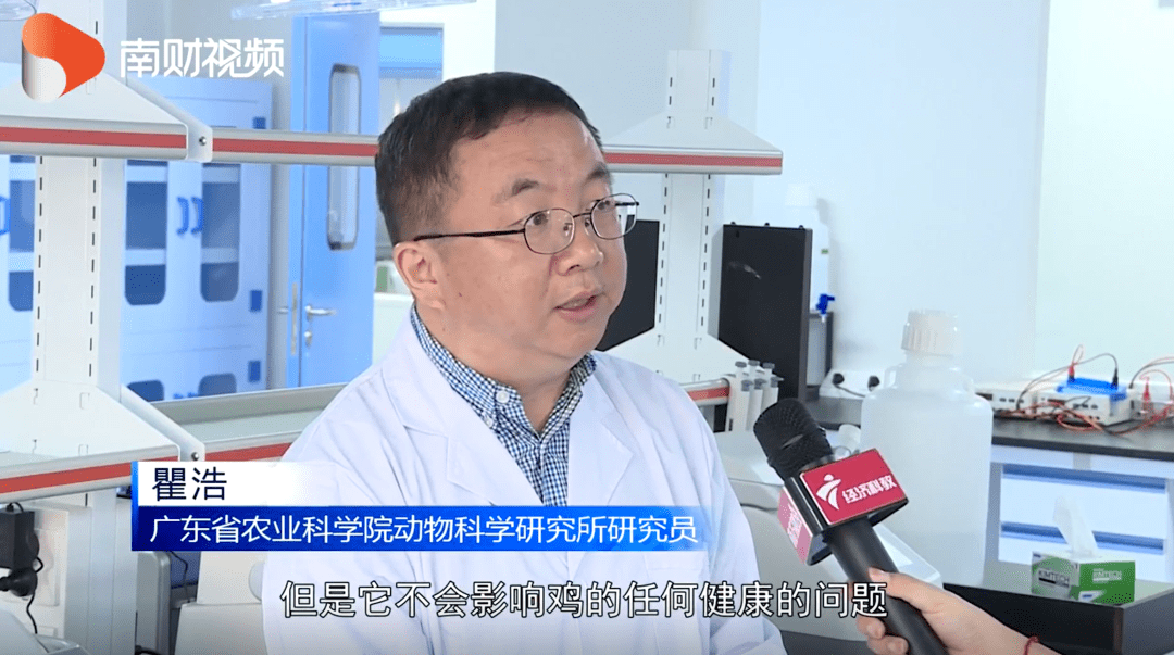 研究员瞿浩表示,他们的团队一直长期致力于地方特色黄羽肉鸡资源保存