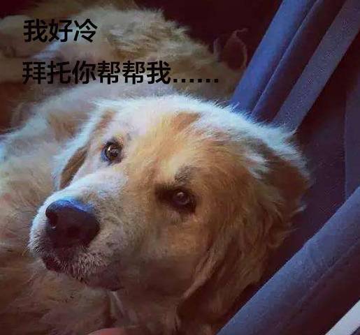 流浪狗低着头坐在路边淋雨画面超心碎我没有地方可以去