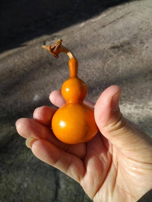 想盘出收藏级包浆的文玩葫芦吗只需要4步跟我学没错的