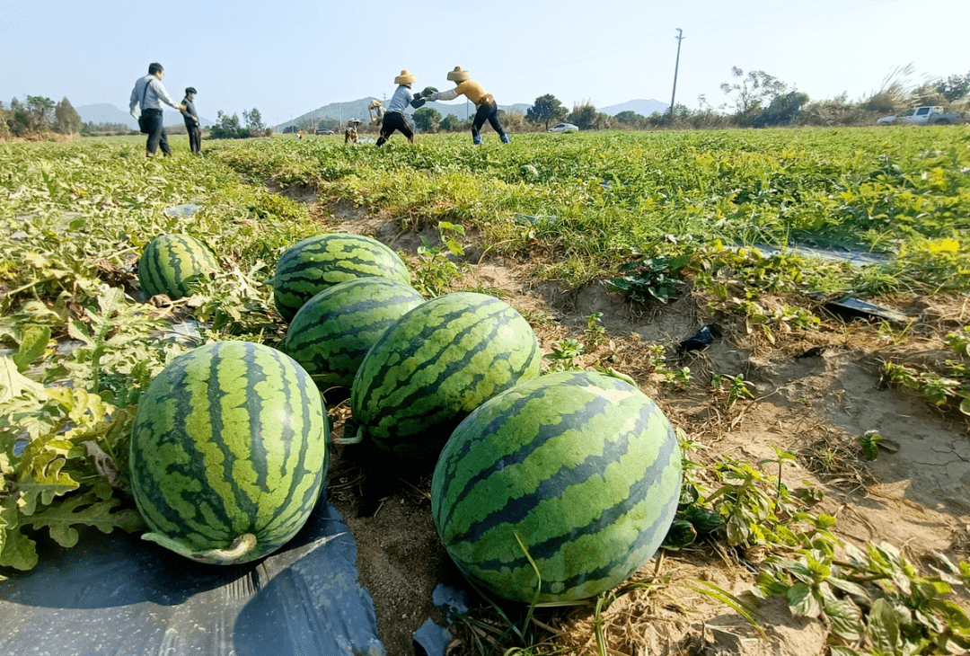甜过初恋上洋秋季西瓜上市啦