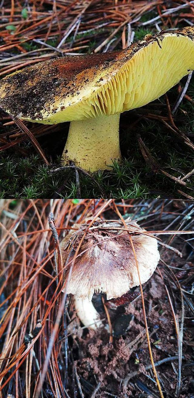 云南野蘑菇拾趣61荞面菌