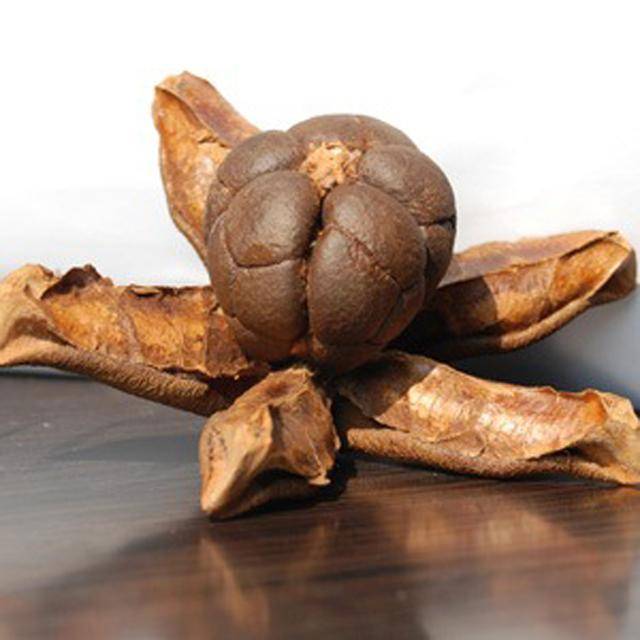 植物染之茶果壳染丝毛缎_染色_油茶_国染馆